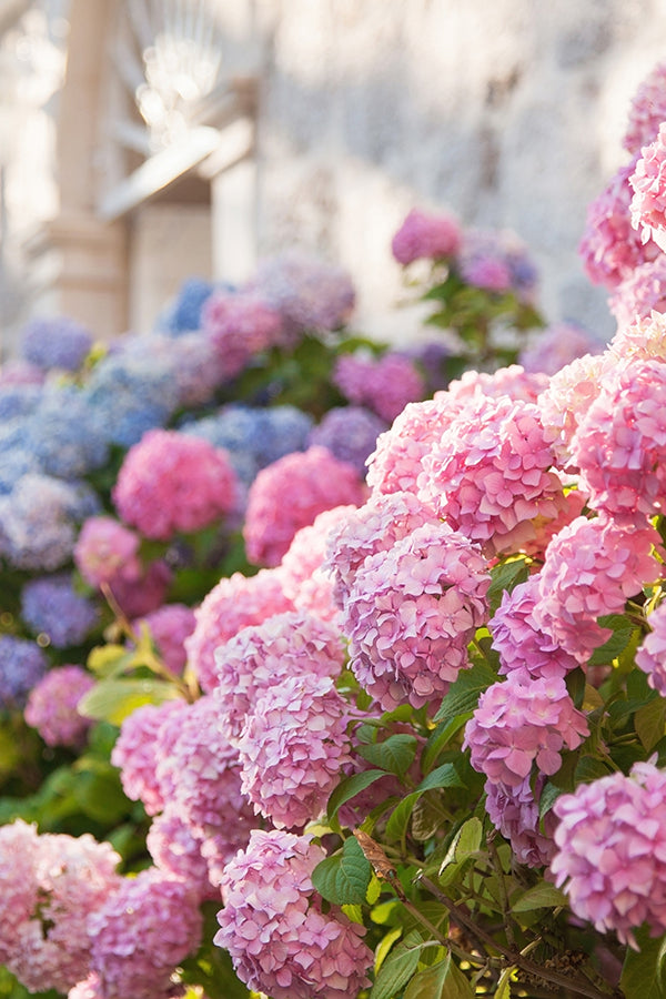 Hydrangea 繡球花