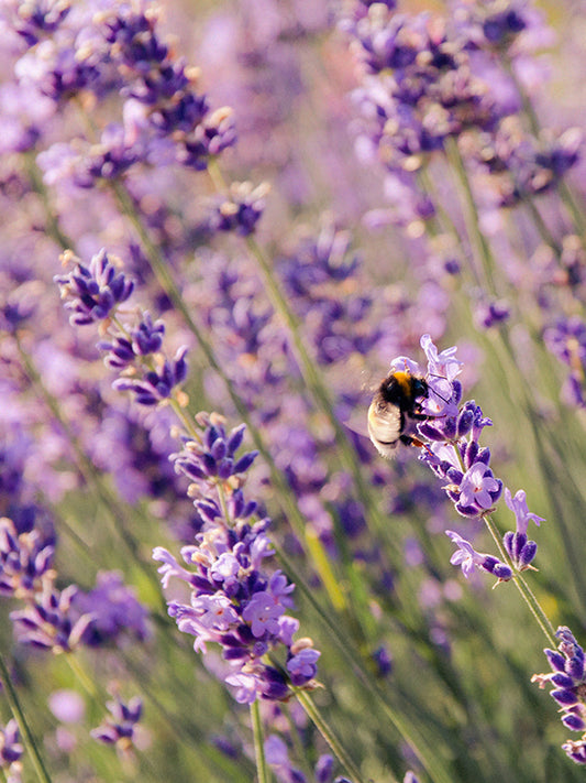 True Lavender 真正薰衣草