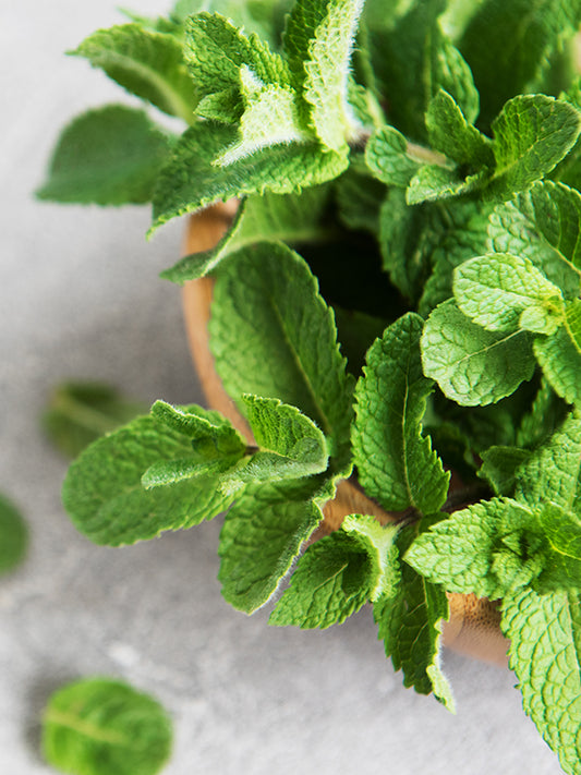 Mint 薄荷