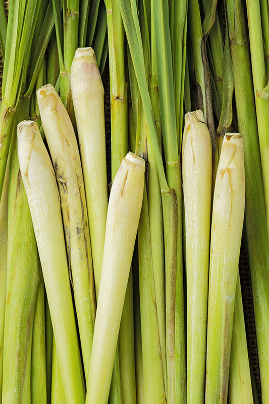 Citronella 檸檬香茅