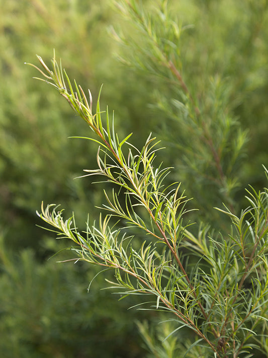 Tea Tree 茶樹