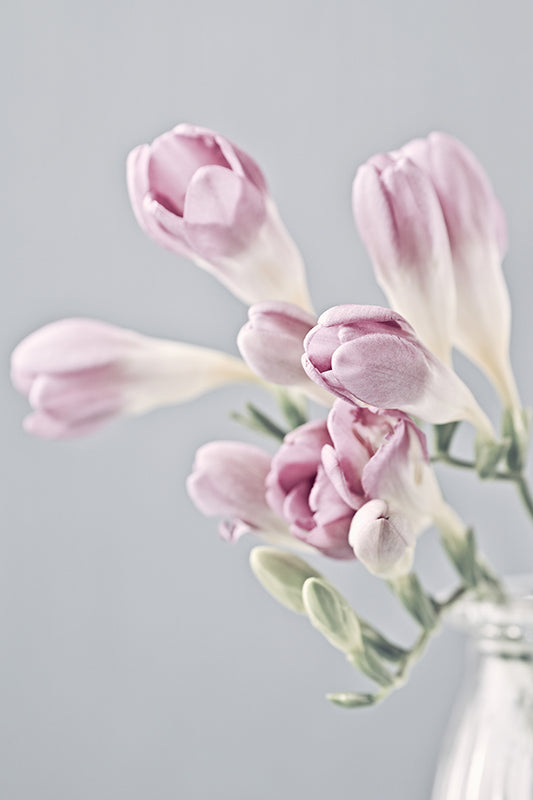 Santa Maria Freesia 聖瑪麗亞小蒼蘭