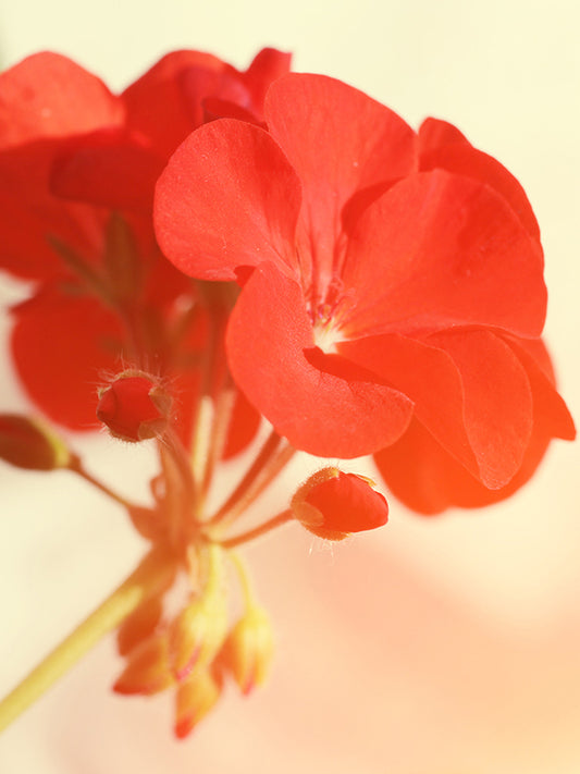 Rose Geranium 玫瑰天竺葵