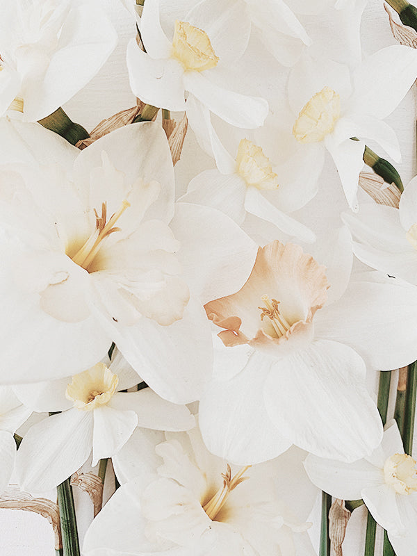 Narcissus 水仙