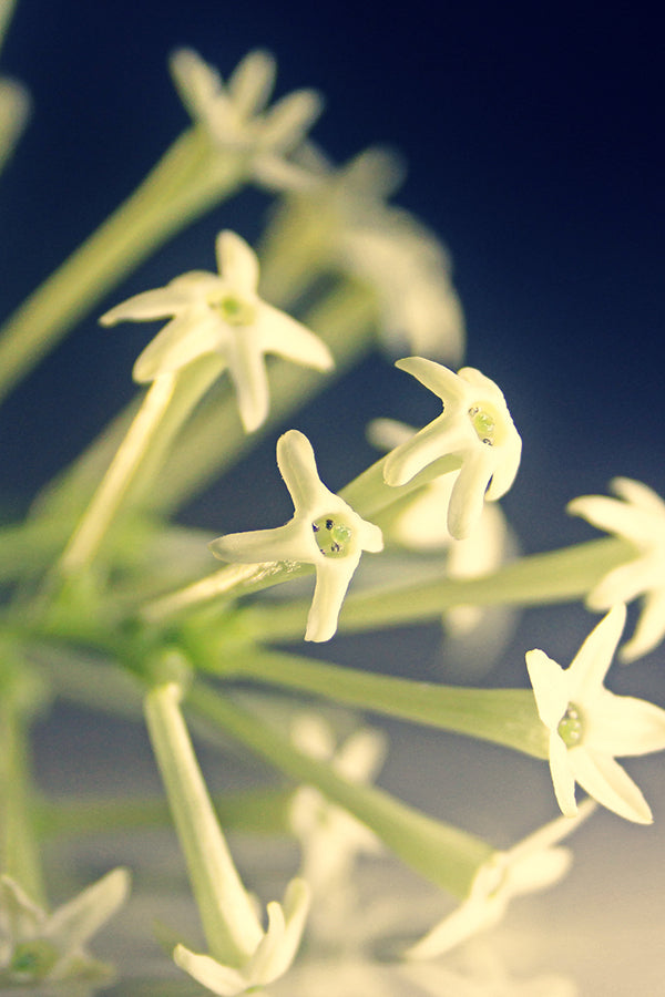 Do Son = Tuberose 晚香玉