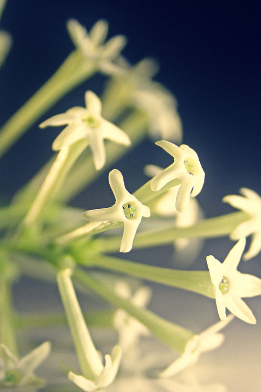 Do Son = Tuberose 晚香玉