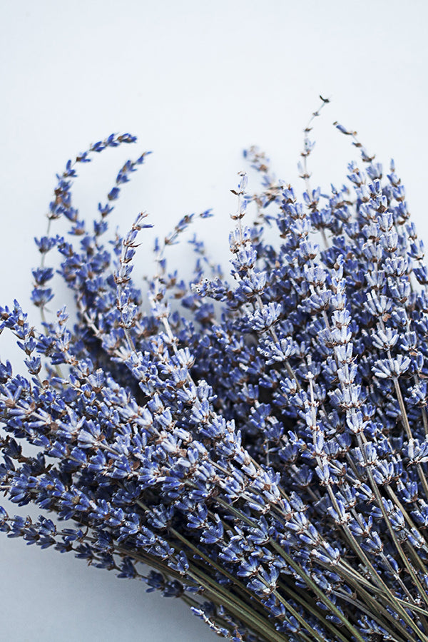 French Lavender 法國薰衣草