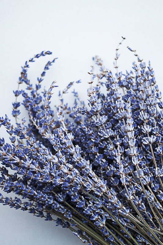 French Lavender 法國薰衣草