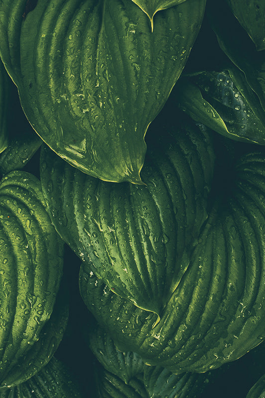 Wild Hosta & Willow 野生玉簪和柳樹