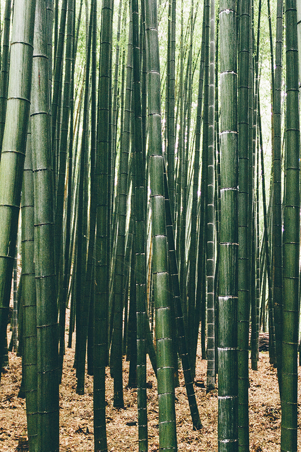 Bamboo 竹子